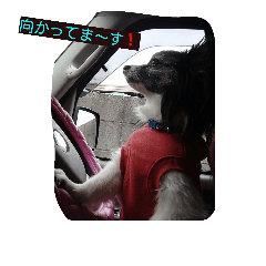 [LINEスタンプ] ソルト