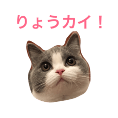 [LINEスタンプ] カイのしっぽ