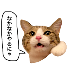 [LINEスタンプ] チャッピーという猫