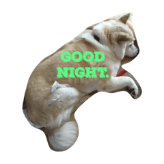 [LINEスタンプ] 犬とフェレット