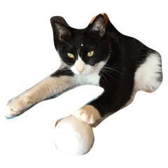 [LINEスタンプ] 我が家の猫をほんの少し。