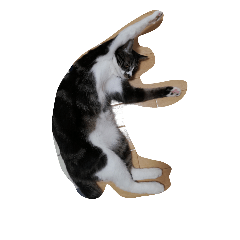 [LINEスタンプ] かわいいねこたち