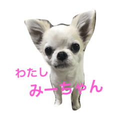 [LINEスタンプ] こんにちわわ