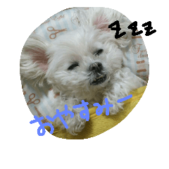 [LINEスタンプ] リリちゃんスタンプ
