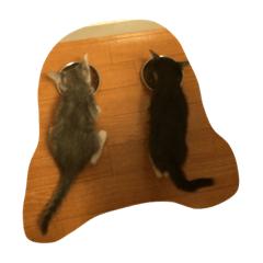 [LINEスタンプ] キキララエブリデイ