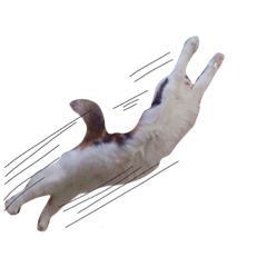 [LINEスタンプ] 三毛猫ののさん
