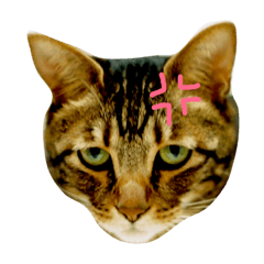 [LINEスタンプ] タイガー ver1