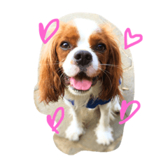 [LINEスタンプ] すぷーとにく