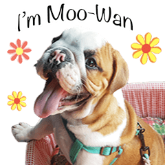 [LINEスタンプ] Happy bulldog Moo-Wan