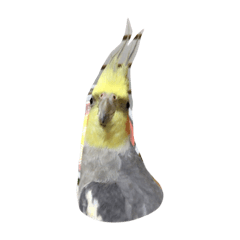 [LINEスタンプ] リアルオカメインコ