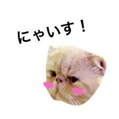 [LINEスタンプ] ねこスタンプ（実写版）