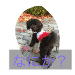 [LINEスタンプ] トイプー  ですが なにか？ ^ ^