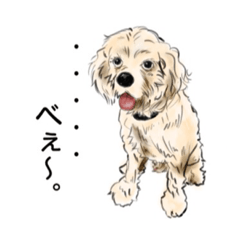 [LINEスタンプ] アメリカン・コッカー・スパニエル