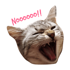 [LINEスタンプ] todays_momo