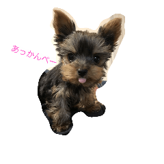 [LINEスタンプ] ヨーキーあいさつ