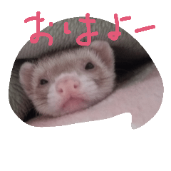 [LINEスタンプ] フェレットさんら2