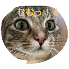 [LINEスタンプ] 吉田家のネコたち