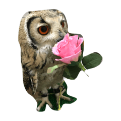 [LINEスタンプ] 簡単な写真のフクロウです。