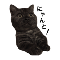 [LINEスタンプ] マンチカンのひじき