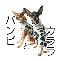 [LINEスタンプ] ミニピンBambiとUrara
