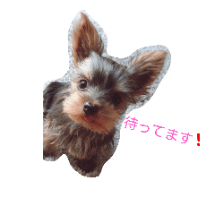 [LINEスタンプ] ヨーキーあいさつ2