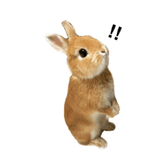 [LINEスタンプ] スマイリーニコ