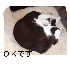 [LINEスタンプ] ぎんの冒険