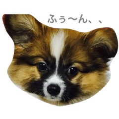 [LINEスタンプ] パピヨンの七変化2