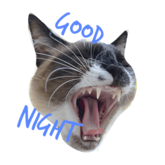 [LINEスタンプ] シャム猫ムサシ