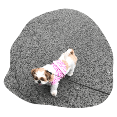 [LINEスタンプ] ワンパクシーズーこつぶ