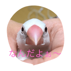 [LINEスタンプ] ハルちゃんの叫び