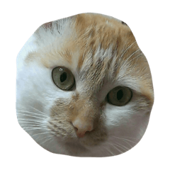 [LINEスタンプ] しな
