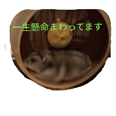 [LINEスタンプ] ハムちゃんず