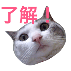 [LINEスタンプ] Konatu