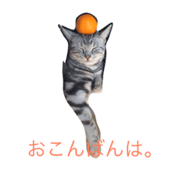 [LINEスタンプ] こねこねこねこね