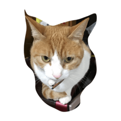 [LINEスタンプ] Nyargo