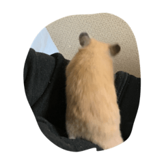 [LINEスタンプ] ハムスター1