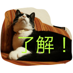 [LINEスタンプ] ニャンコ！