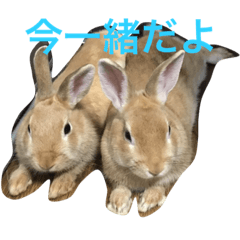 [LINEスタンプ] うさぎウサギ兎！の画像（メイン）