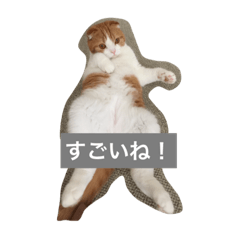 [LINEスタンプ] 茶々丸くん