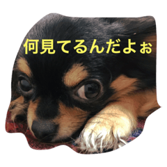 [LINEスタンプ] レオニダスの日常