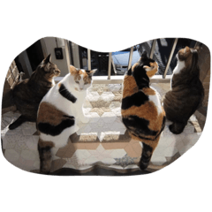 [LINEスタンプ] 我が家の猫！！