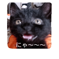 [LINEスタンプ] こねこ写真集