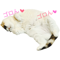 [LINEスタンプ] 朝井ももちゃん