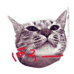 [LINEスタンプ] こなひめ