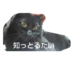 [LINEスタンプ] クロネコイチローの日常
