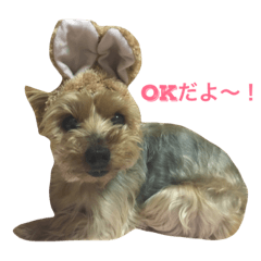 [LINEスタンプ] ヨーキーココアちゃん