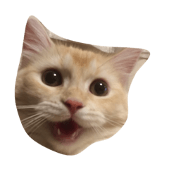 [LINEスタンプ] にゃんたーだう