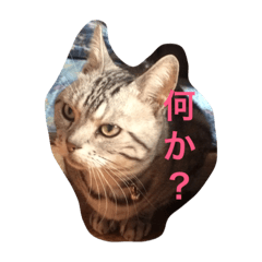 [LINEスタンプ] 動物の心の声