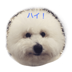 [LINEスタンプ] トイプードルタアメです！